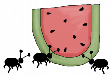 Watermelon ants png